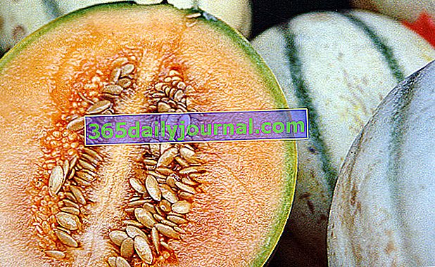 semená melónu