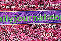 Plant Festival 2020 en Villeneuve-sur-Allier (03): Aglaë Adanson