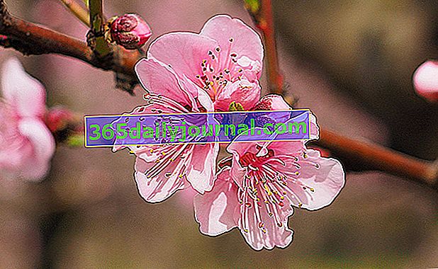 flor bisexual o hermafrodita