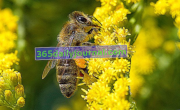 polinización de flores por abejas