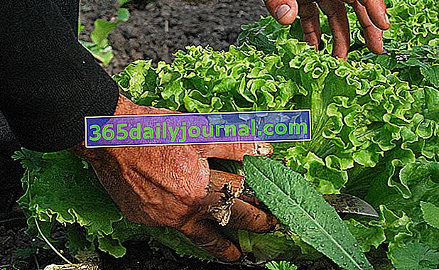 Създайте и изберете био зеленчукова градина