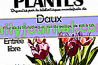 Tercer trueque de plantas de Daux (31)