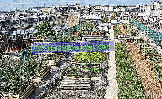 Dach eksperymentalnego ogrodu warzywnego Agroparistech
