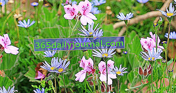 Prado de flores: ideal para grandes espacios de jardín