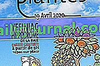 Festival de las Plantas 2020 en Trédaniel (22)
