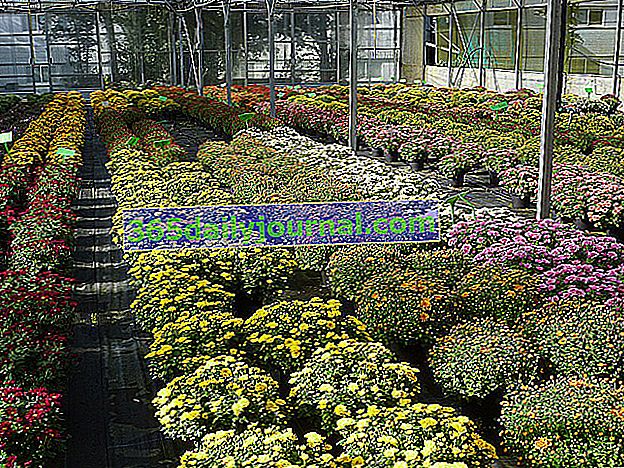záhradník a chryzantémy
