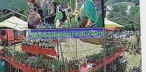 Sajam kaktusa 2018. u Montolieuu (11)
