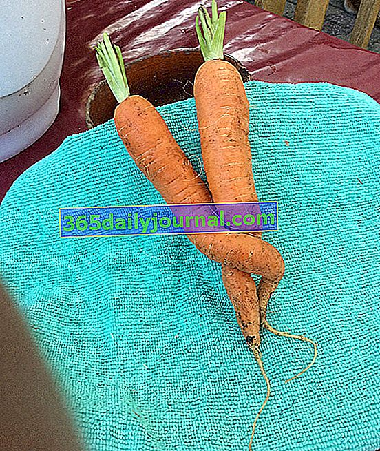 Brzydkie warzywa lub miłe marchewki