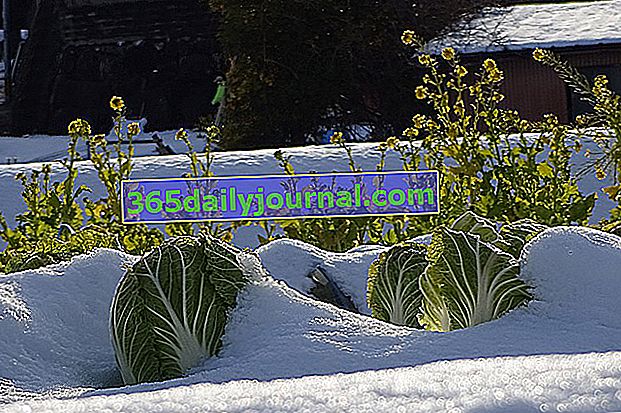 riziko sněhu v zeleninové zahradě