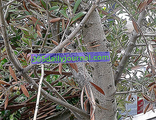 Маслиново дърво с кафяви листа след излагане на токсичен продукт