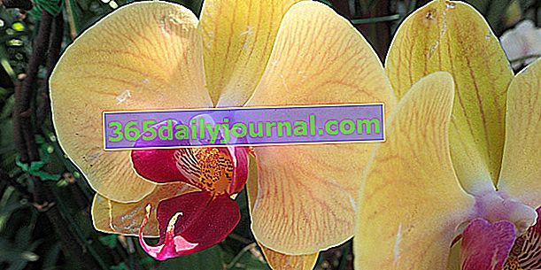 13-ти салон на международната орхидея - Senteurs du Sud - Bouc Bel Air (13)
