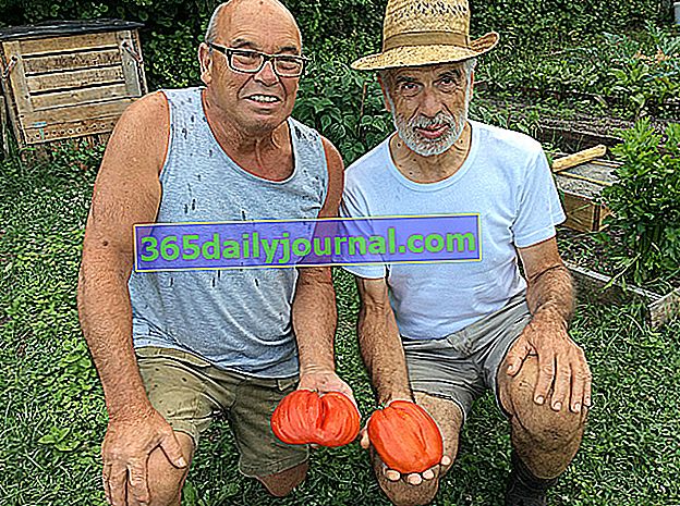 Рогатият андин, голям месест домат в ръцете на щастливи градинари