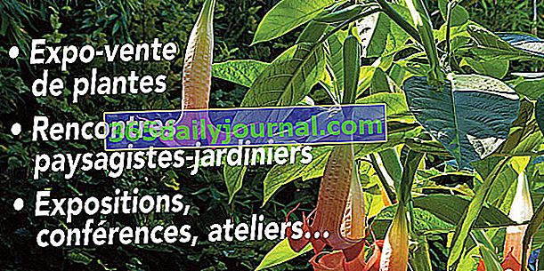 Дни на растенията Преместване на места Свети Антоан 2018 в Lanrivain (22)
