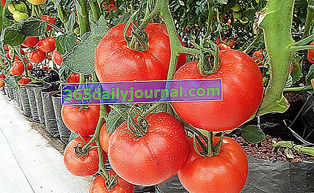 hydroponicky pěstovaná rajčata