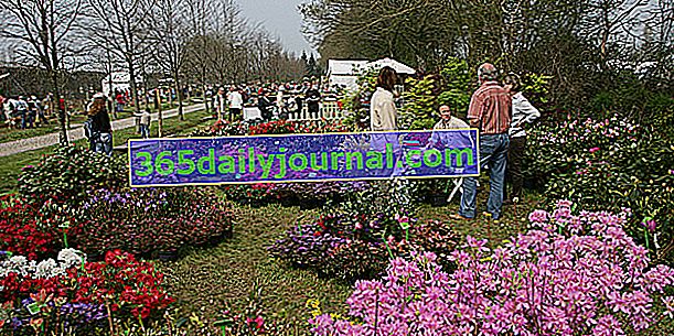 Francosko-britanski dnevi rastlin 2019 v Crosville sur Douve (50)