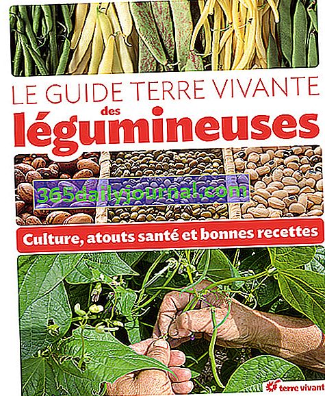 La guía Living Earth sobre legumbres
