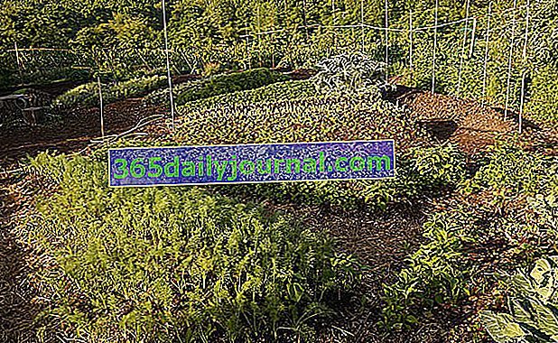 Jardin Mandala, granja orgánica Bec Hellouin / Crédito: Frédéric Sauvadet