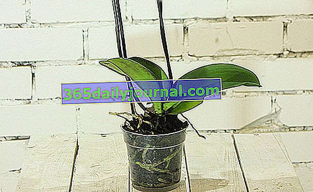trasplantar una orquídea