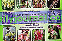 Botanipassion 2020, un festival de plantas en mi jardín - Saint-Épain (37)
