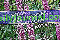 Locura de plantas, flores y artes 2019 en Bouges le Château (36)
