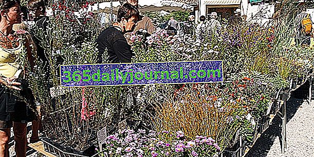 Фестивал на редките растения 2017 г. в Châtillon en Diois (26)
