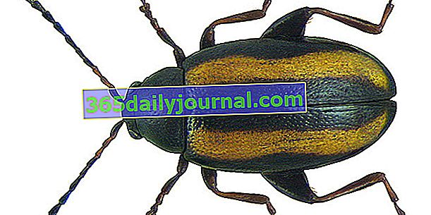 Escarabajo pulga de la col: ¿cómo deshacerse de él?
