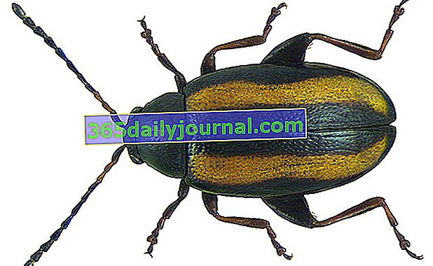 escarabajo pulga de la col
