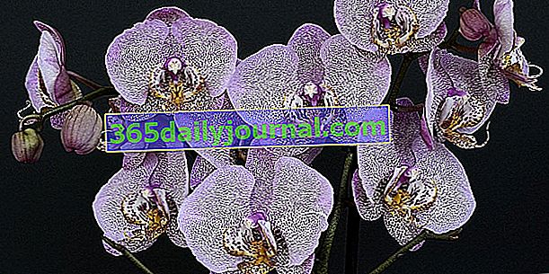 Miłość do orchidei 2017 w Enghien-les-Bains (95)