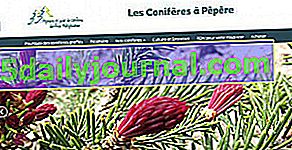 Jornadas de puertas abiertas 2019 en el Jardin Pépinière de Conifère - Saint-Prix (71)