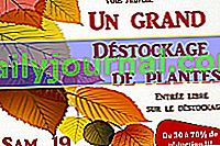Gran despeje de otoño de plantas en el jardín exótico y botánico de Roscoff (29)