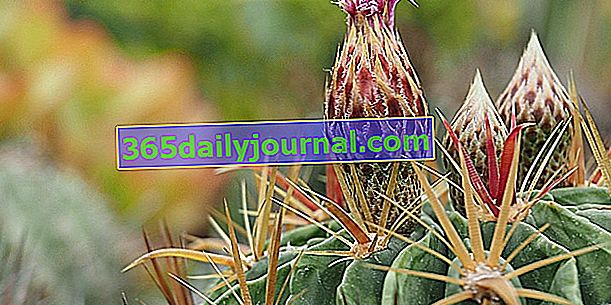 Veletrh kaktusů 2017 v Égliseneuve-près-Billom (63)