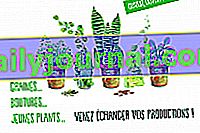 Бартер за растения Crespières 2019 (78)
