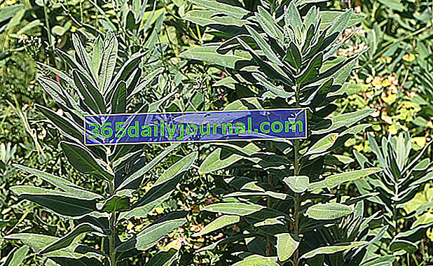 Euphorbia chanacias por su follaje verde azulado
