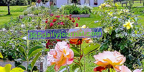 2. tržnica biljaka u Saint-Launeucu (22): U imena Ruže