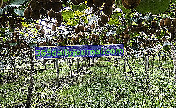 plantacion de kiwi