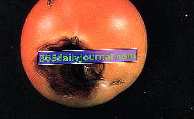 ранна болест на домат 