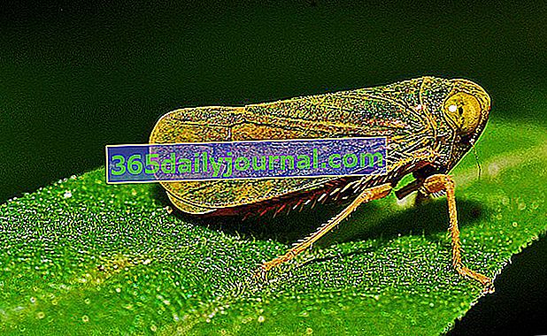 leafhopper: kako ga eliminirati