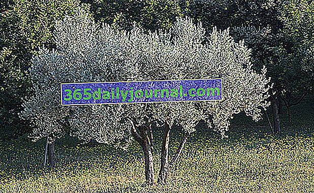 Изрязване на маслиново дърво