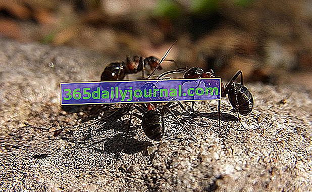 Jak ekologicky plašit mravence?