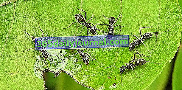 Ako mravce eliminovať alebo vydesiť ekologickým spôsobom?