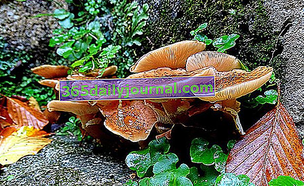 La pudrición de la raíz también llamada armilar (Armillaria mellea) es un hongo 