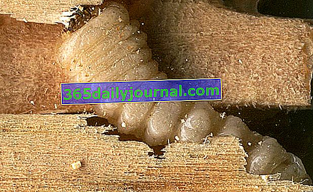 larvas de capricornio (Hylotrupes bajulus)