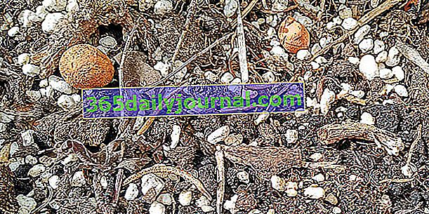 Perlit i wermikulit: do czego służy w ogrodzie?