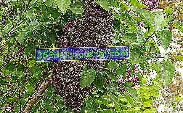 Какво да направите, ако в дома ви се е нанесъл рояк пчели? 