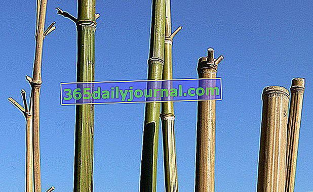 bambusovi štapovi koji se koriste kao kolci