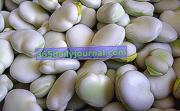 sazenice fazole obecné (Vicia faba) 