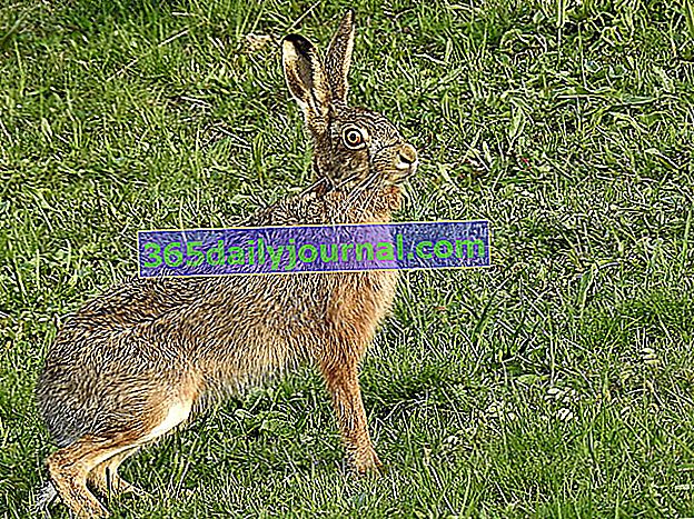 Zajíc evropský (Lepus europaeus) nebo zajíc hnědý: rychlý a divoký