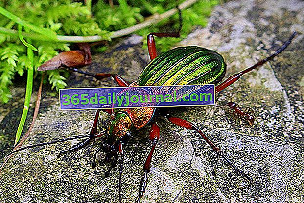 Escarabajo de tierra dorada (Carabus auratus), también llamado Jardiniere