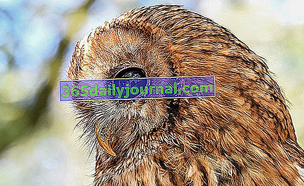 Tawny Owl (Strix aluco), най-известният нощен хищник