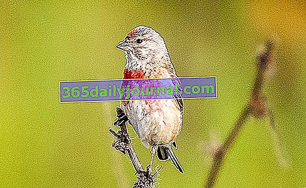 Melodična Linnet, ptica ljetnih raskošnih boja